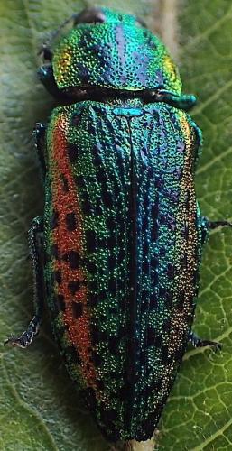 Réf. 305 670 : Lamprodila decipiens